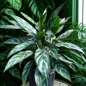 Aglaonema Tigress