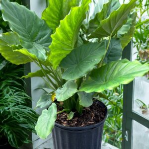 Alocasia Calidora