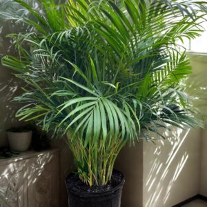 Areca Palm