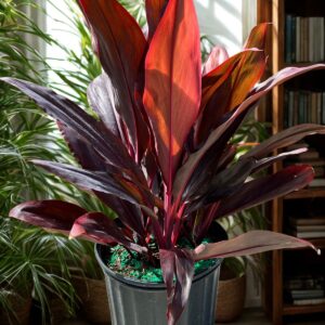 Cordyline Auntie Lou