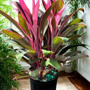 Cordyline Maria