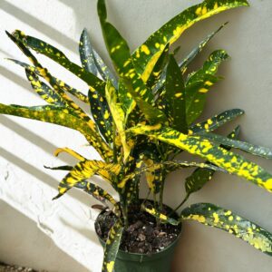 Croton Sloppy Painter