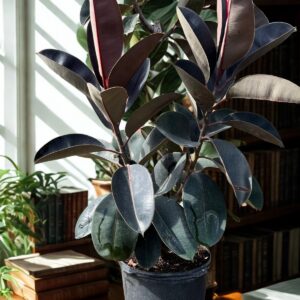 Ficus Burgandy