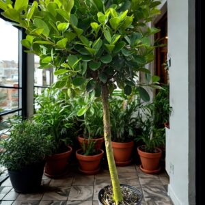 Ficus Moclame