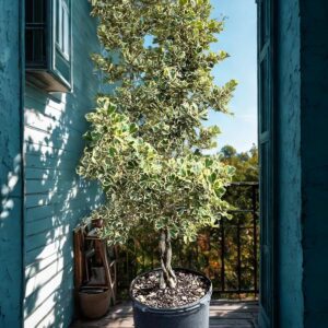 Ficus Triangularis - Braid