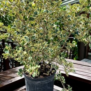 Ficus Triangularis- Bush