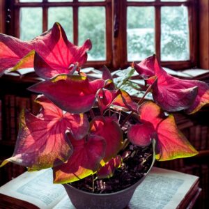 Caladium Fairlytail Princess