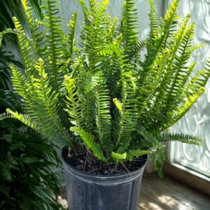 Kimberly Queen Fern
