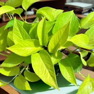 Neon Pothos