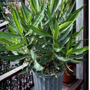 Oleander Bush