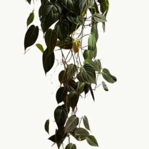 mican plant, lake worth, online plants