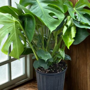Split Leaf Philodendron