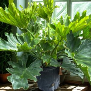 Philodendron Selloum