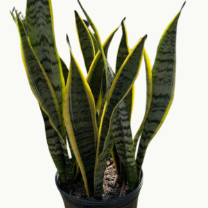 snake plant for indoor or outdoor space