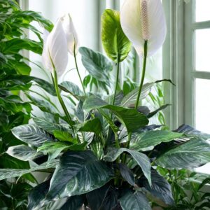 Peace Lilly- Spathephyllum