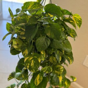 Golden Pothos Hanging Basket