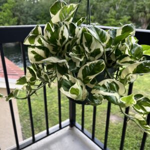 pothos variety