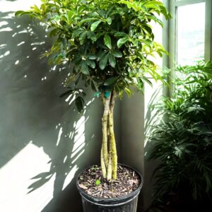 Schefflera Arboricola Mini Braid