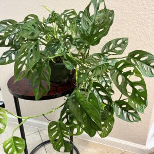 Monstera Swiss Cheese