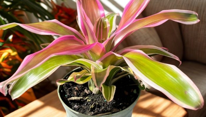 Bromeliads- in Smile In Plants