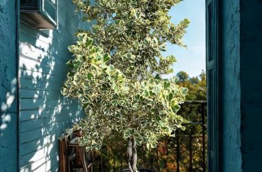 Ficus Triangularis Braid