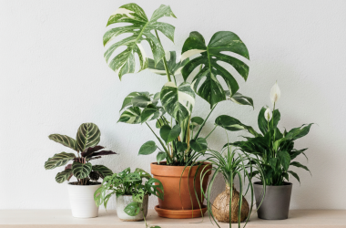 Popular House Plants