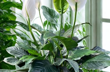 Spathephyllum -Peace Lily