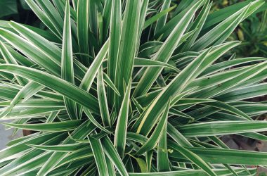 Spider Plant Smilein Plants