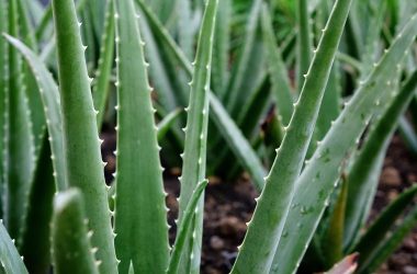 aloe-vera Smilein Plants