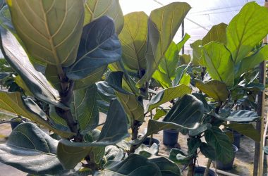 fiddle leaf plant smilein plants