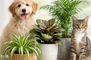 pet safe plants, smilein plants