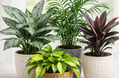 popular indoor houe plants smilein plants